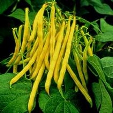 French Wax Beans